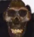 tb_facereveal