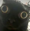 wot