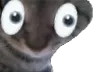 ungatolooksee