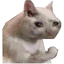 cat Discord Emoji