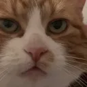 B_CatStare