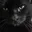9_CatDeathStare 9_CatDeathStare