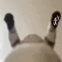 catdance