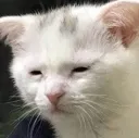 CatTired CatTired