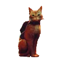Stray_CatBounce