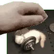 patoat