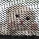 helpmecat
