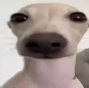 dawg