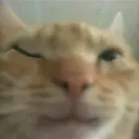 Wink