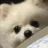 doggo_stare