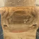 wuuuutcat