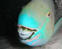 feesh