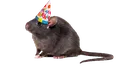 birthdayrat