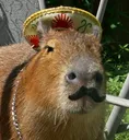 capybara capybara