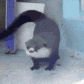 dance_battle_otter