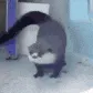 dance_battle_otter dance_battle_otter
