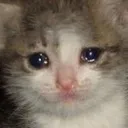 sadcat