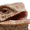 lizard