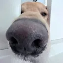 foog_2