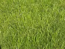 Grass