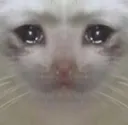cat_cry Discord Emoji
