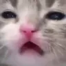 wut