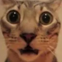 catshock