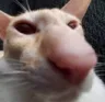 sniff