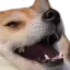 pogdoge Discord Emoji