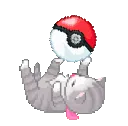 y_catpokeball
