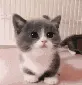 Cosy_cat_meow