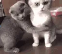 hugcat