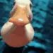 ducc