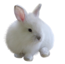 pur_smolbunny
