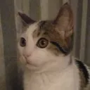 son_chat