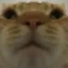 chuwat