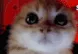 Angery