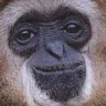 funmonke