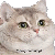 catshake Discord emoji