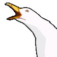 gull_scream Discord emoji