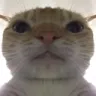 catstare