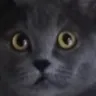catvoidstare Discord Emoji