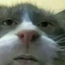 K9_cursed
