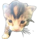 hi