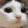 catnopers catnopers