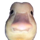 duck_stare