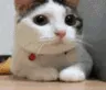 CatNah