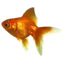 a2_goldfish