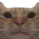 4l_kittystare Discord Emoji