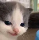 OS_smirkcat OS_smirkcat